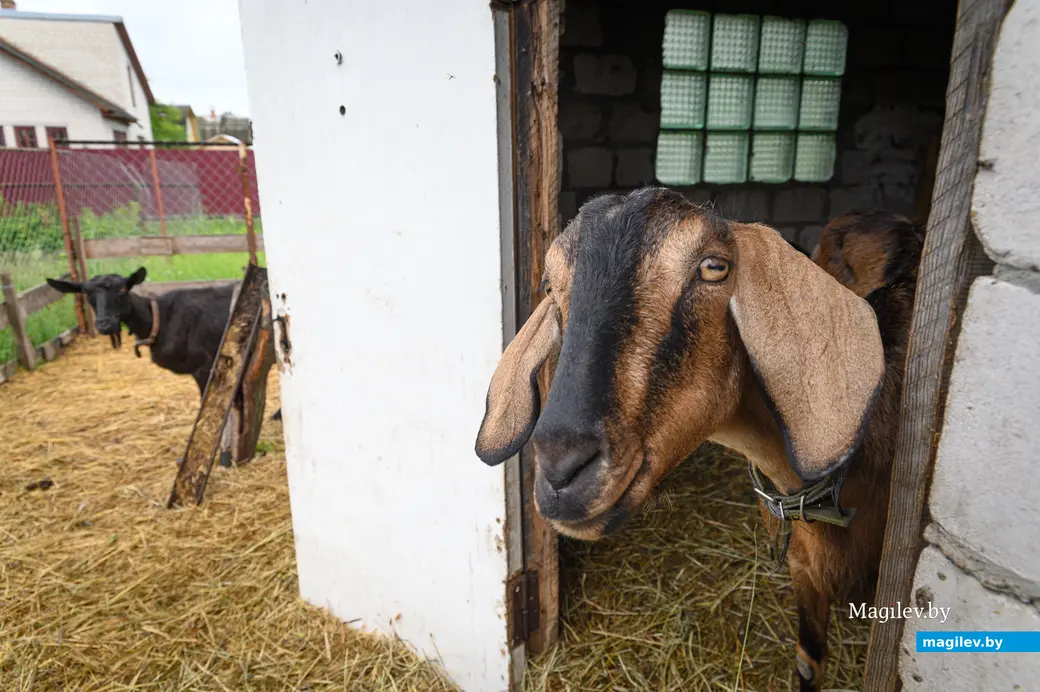 05.06.2024. Бобруйский район. Наталья Митюшева держит на дачном участке нубийских коз.