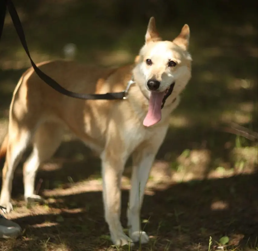 Собака Бейли.