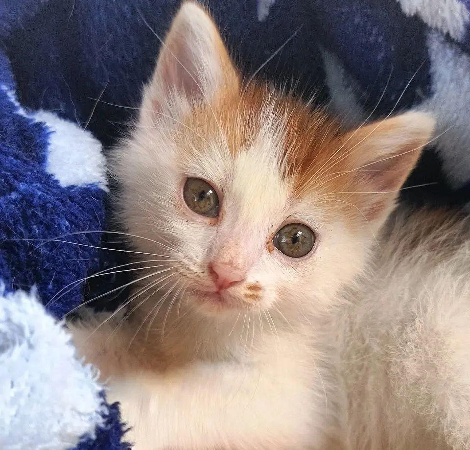 Котик с ладошку.