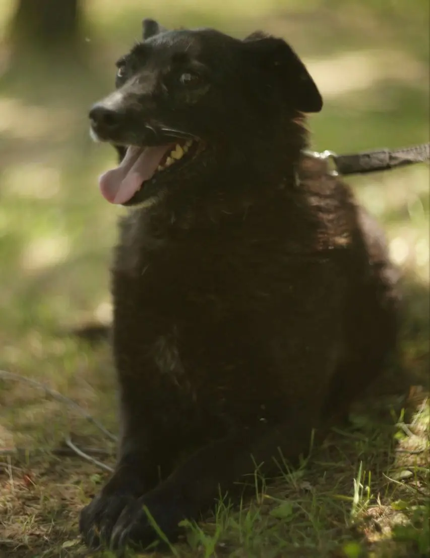 Собака Альта.