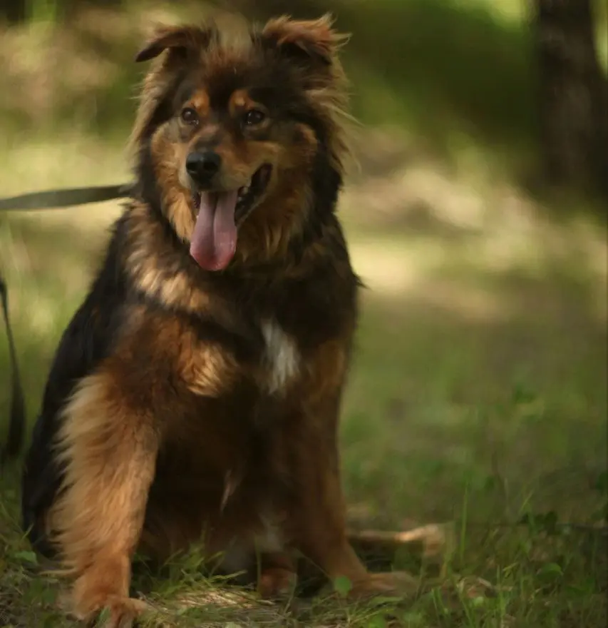 Собака Софи.