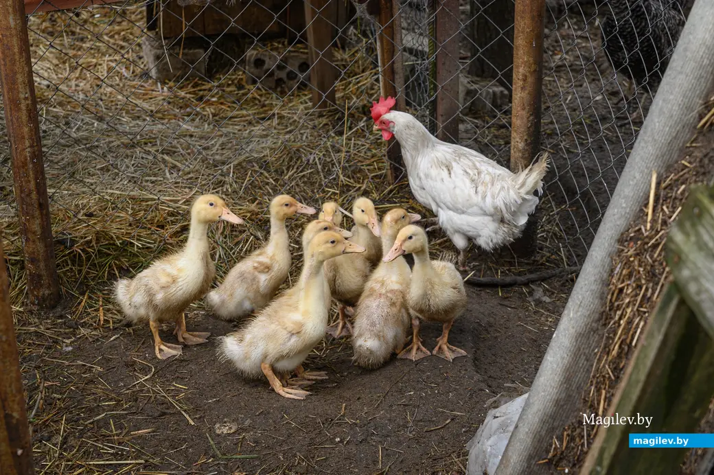 05.06.2024. Бобруйский район. В гостях у Натальи Митюшевой