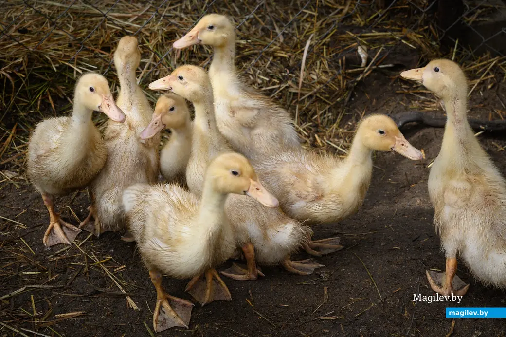 05.06.2024. Бобруйский район. В гостях у Натальи Митюшевой