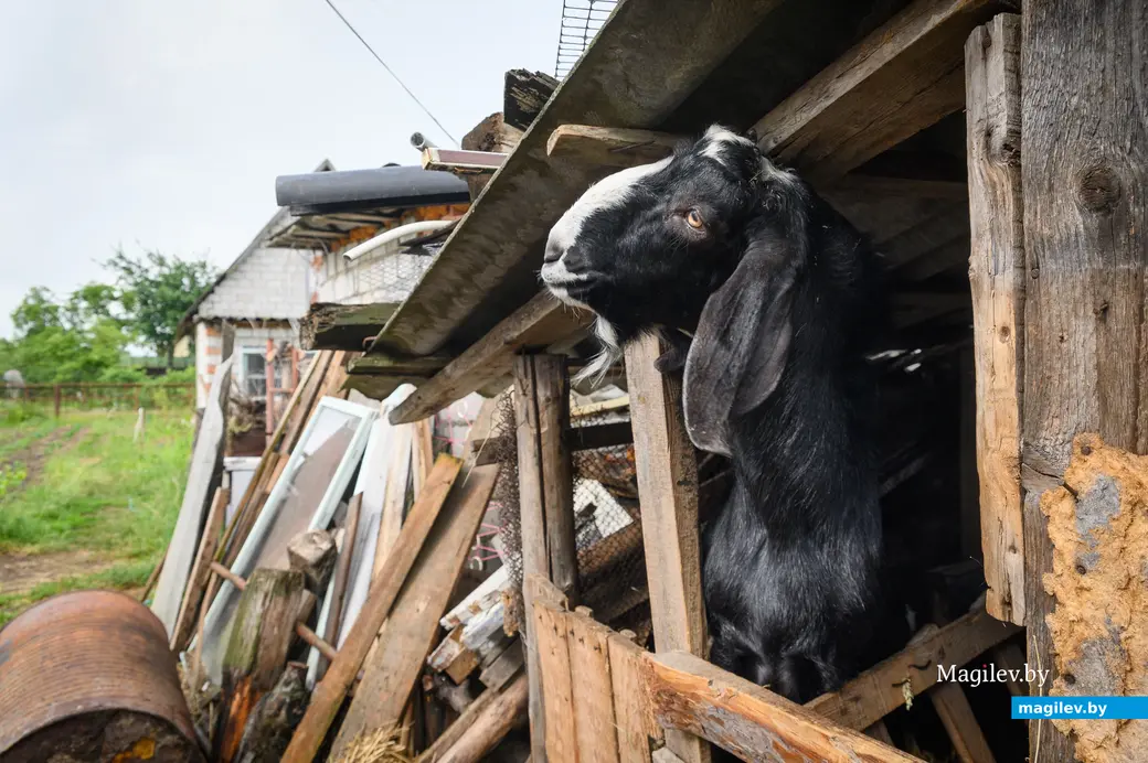 05.06.2024. Бобруйский район. Наталья Митюшева держит на дачном участке нубийских коз.