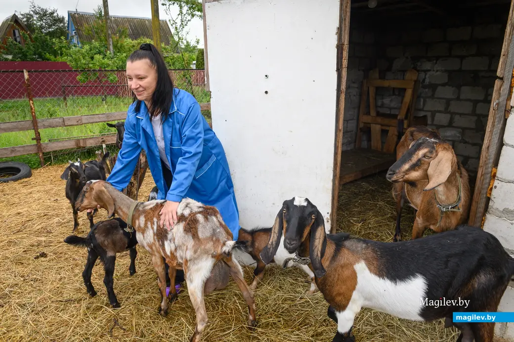 05.06.2024. Бобруйский район. Наталья Митюшева держит на дачном участке нубийских коз.