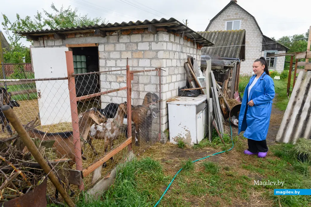 05.06.2024. Бобруйский район. Наталья Митюшева держит на дачном участке нубийских коз.