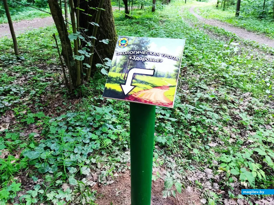 5.06.2024 г. Могилев, Печерский лесопарк, экологическая тропа «Здоровье». Но заблудиться не дадут указатели