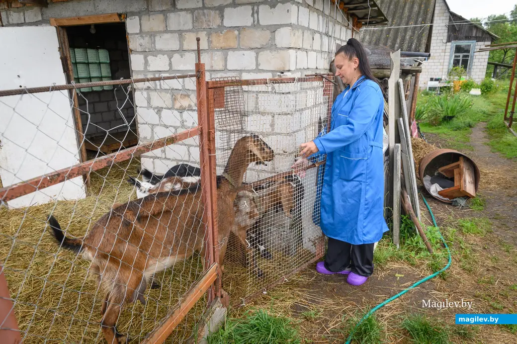 05.06.2024. Бобруйский район. Наталья Митюшева держит на дачном участке нубийских коз.