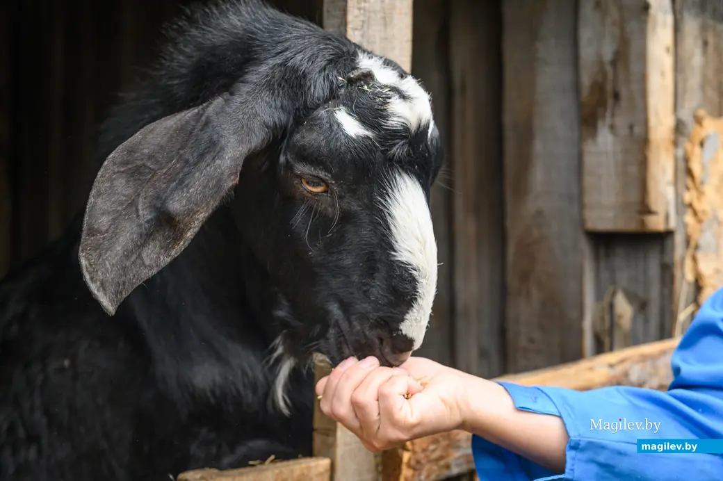 05.06.2024. Бобруйский район. Наталья Митюшева держит на дачном участке нубийских коз.