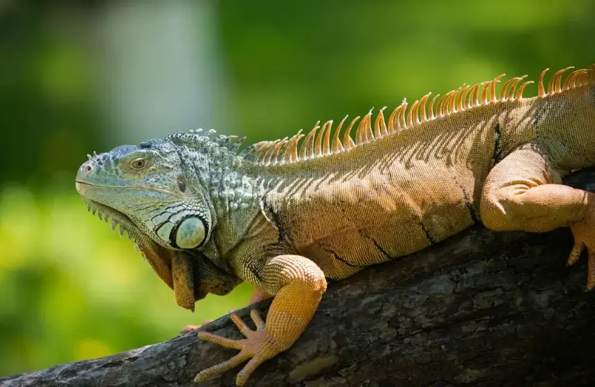 «У меня дома собственный ручной дракон и это прекрасно».