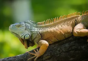 «Купил я его в магазине, как колбасу, по чеку». Могилевчанин рассказал о своей ручной игуане