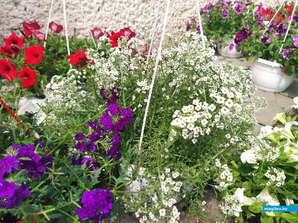 7 июня 2024 года. Могилев. Привокзальный рынок.