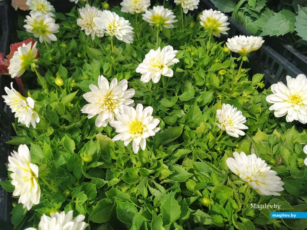 7 июня 2024 года. Могилев. Привокзальный рынок.