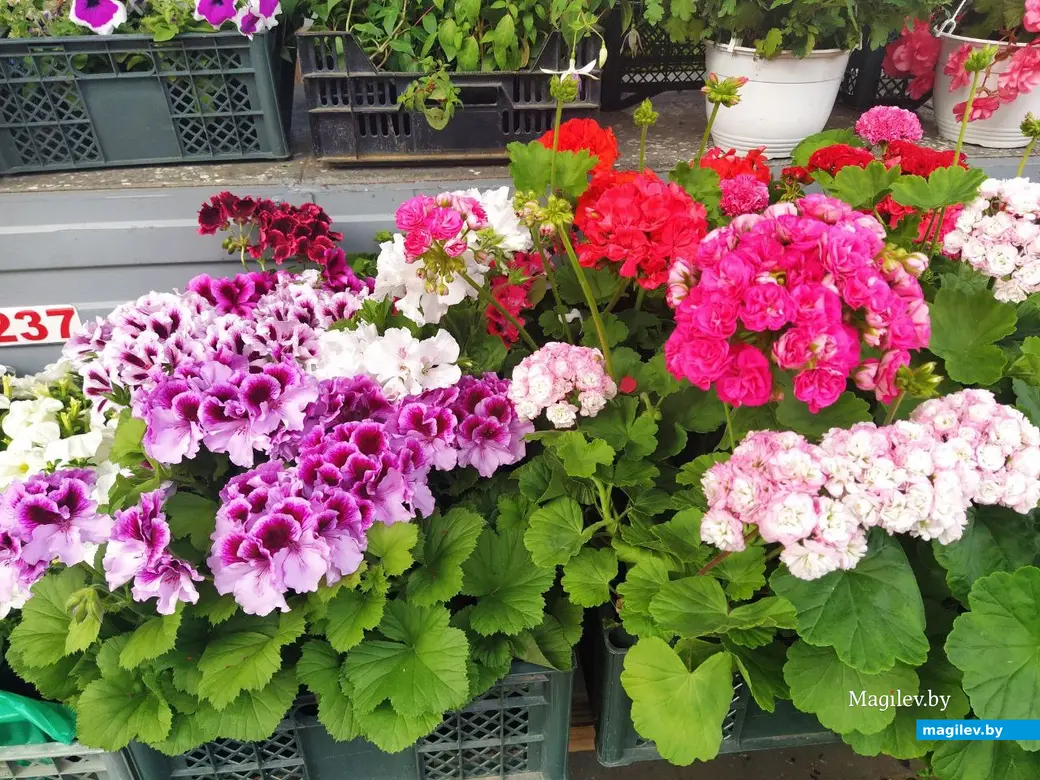 7 июня 2024 года. Могилев. Минский (Центральный) рынок.