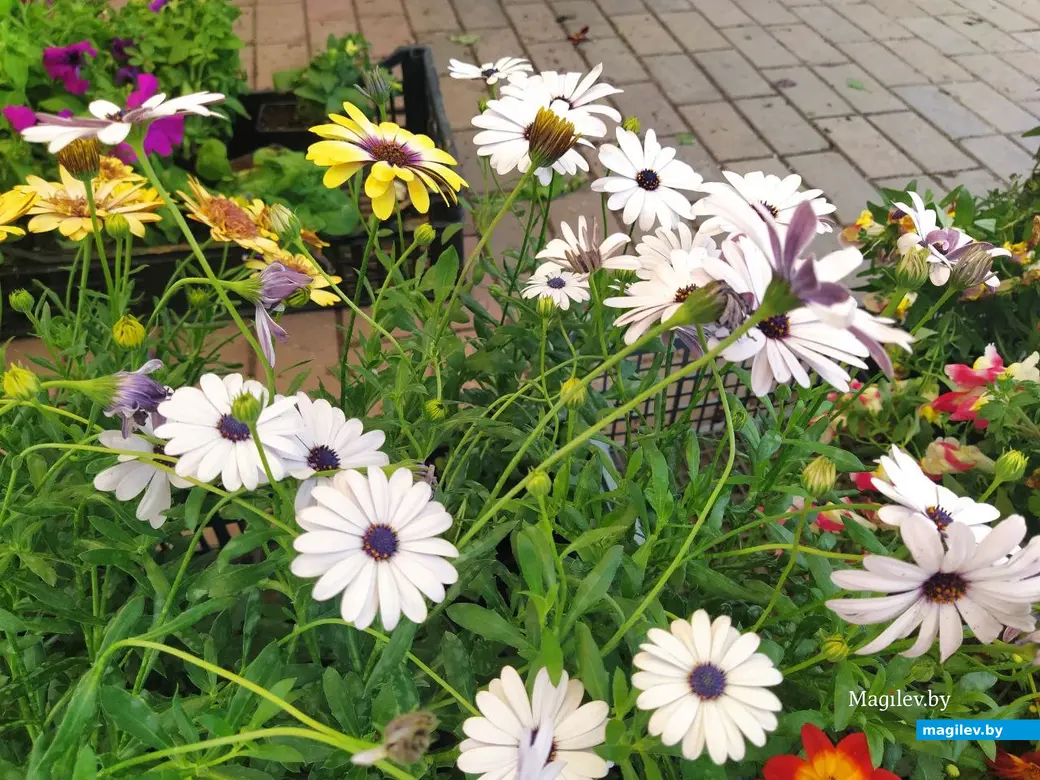 7 июня 2024 года. Могилев. Минский (Центральный) рынок.