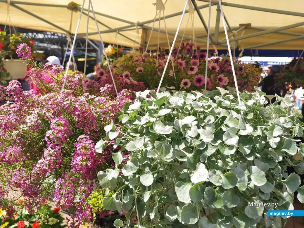 7 июня 2024 года. Могилев. Минский (Центральный) рынок.