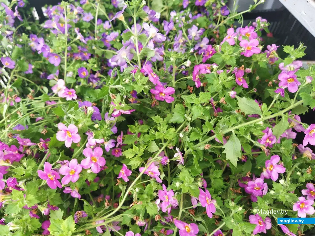 7 июня 2024 года. Могилев. Рынок по улице Островского.