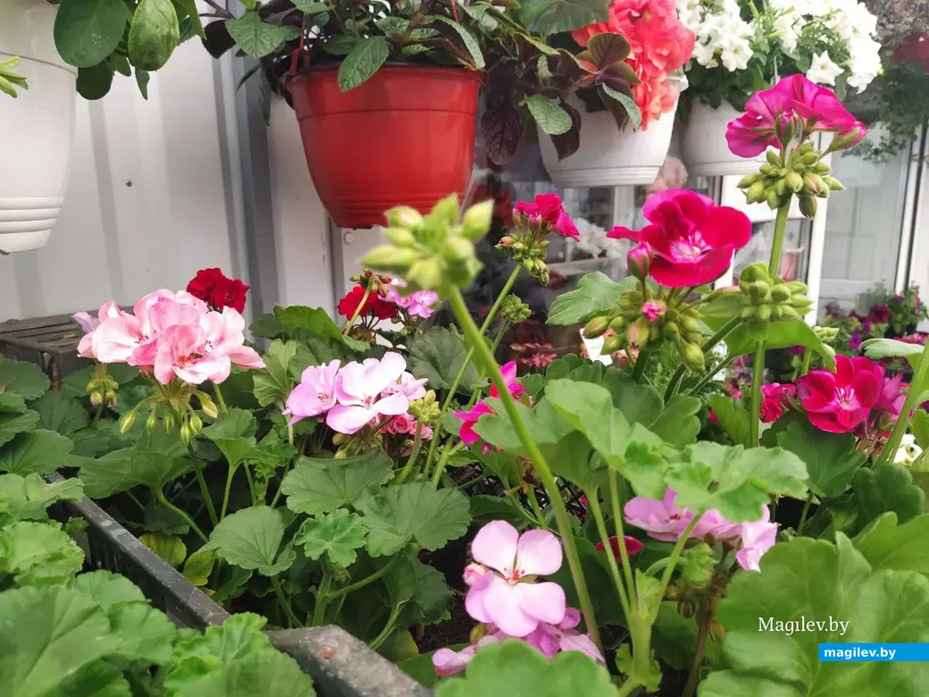 7 июня 2024 года. Могилев. Рынок по улице Островского.