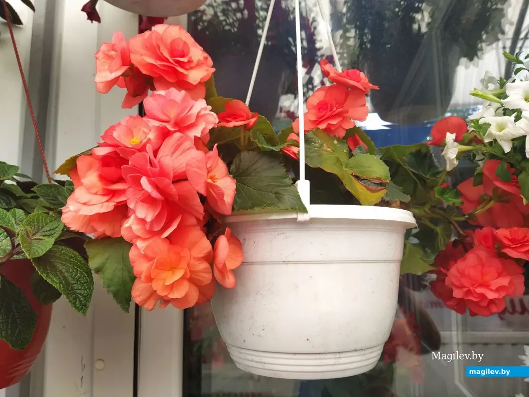 7 июня 2024 года. Могилев. Рынок по улице Островского.