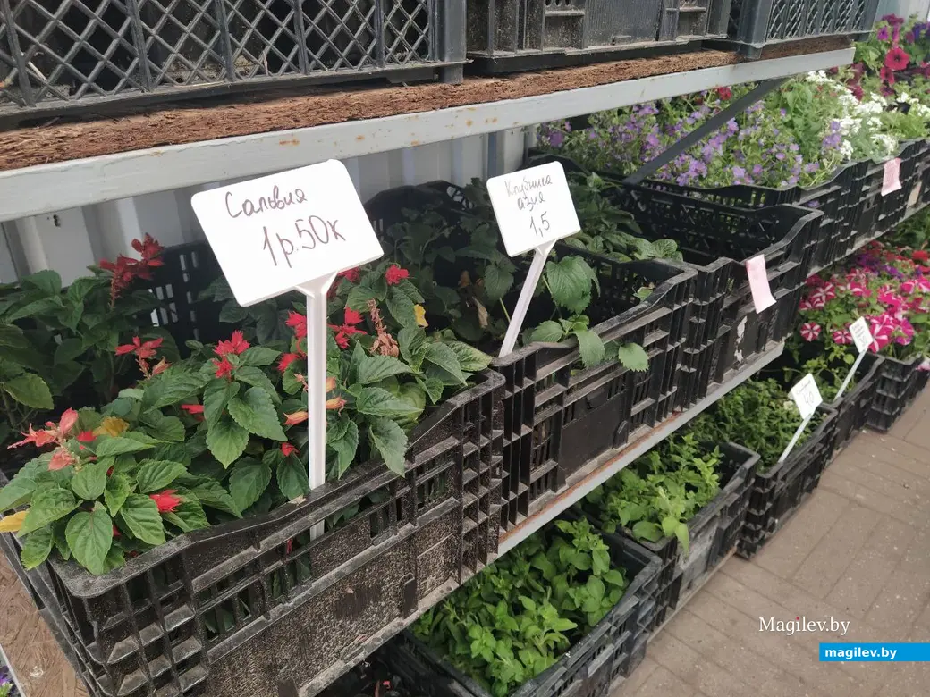 7 июня 2024 года. Могилев. Рынок по улице Островского.