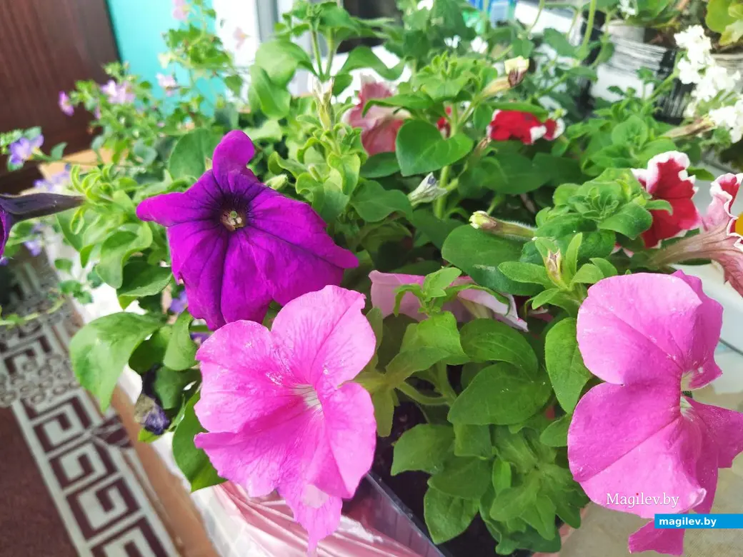 7 июня 2024 года. Могилев. Купленные на 20 рублей цветы.