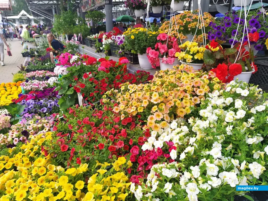 7 июня 2024 года. Могилев. Минский (Центральный) рынок.