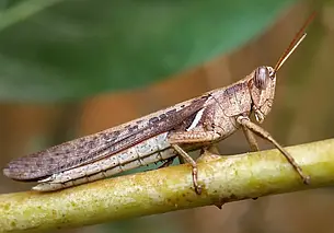 В Казахстане заявили о самом масштабном нашествии саранчи