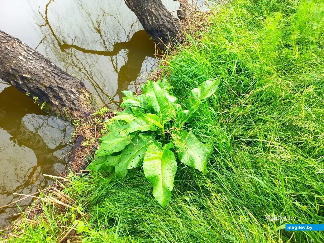 Июнь 2024 г., Могилев, Казимировка. Озеро № 2.