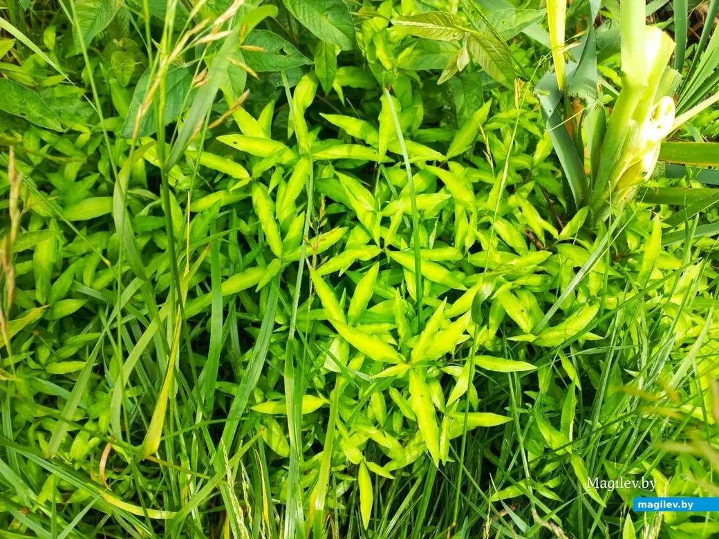 Июнь 2024 г., Могилев, Казимировка. Озеро № 2.