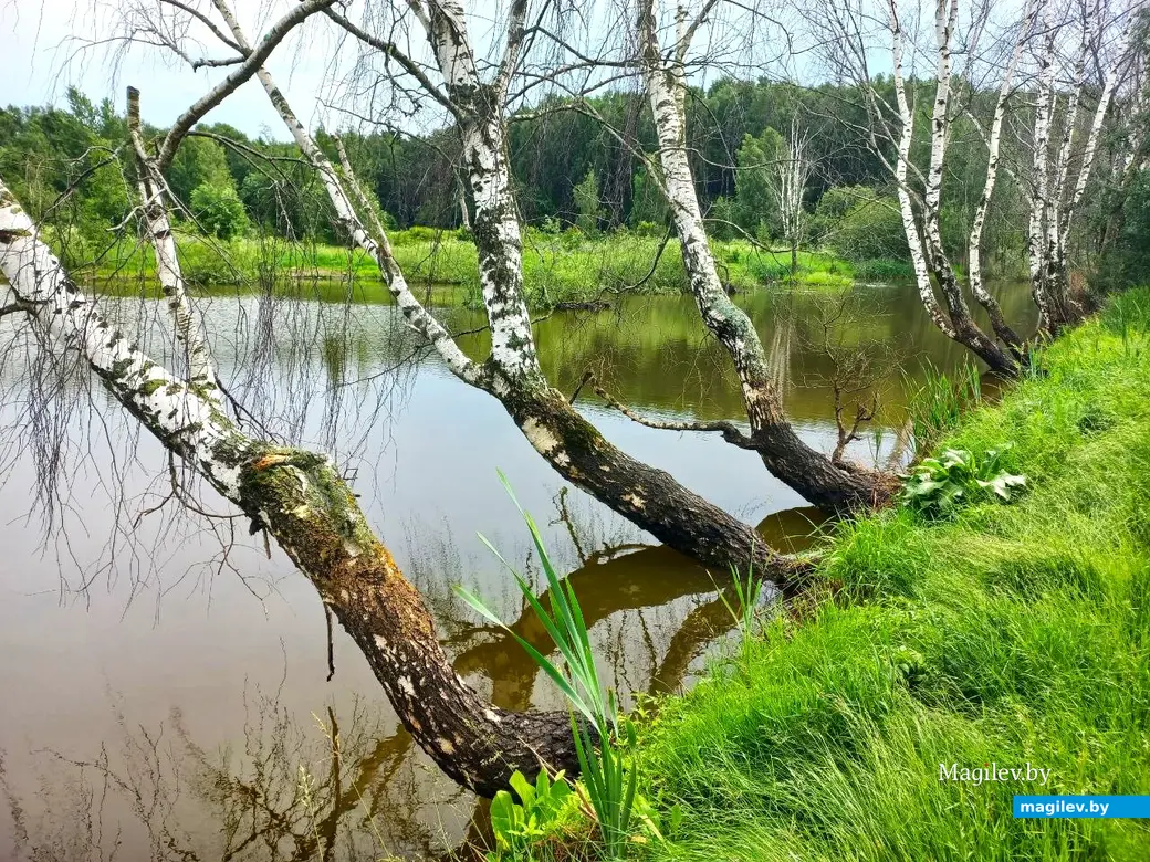Июнь 2024 г., Могилев, Казимировка. Озеро № 2.