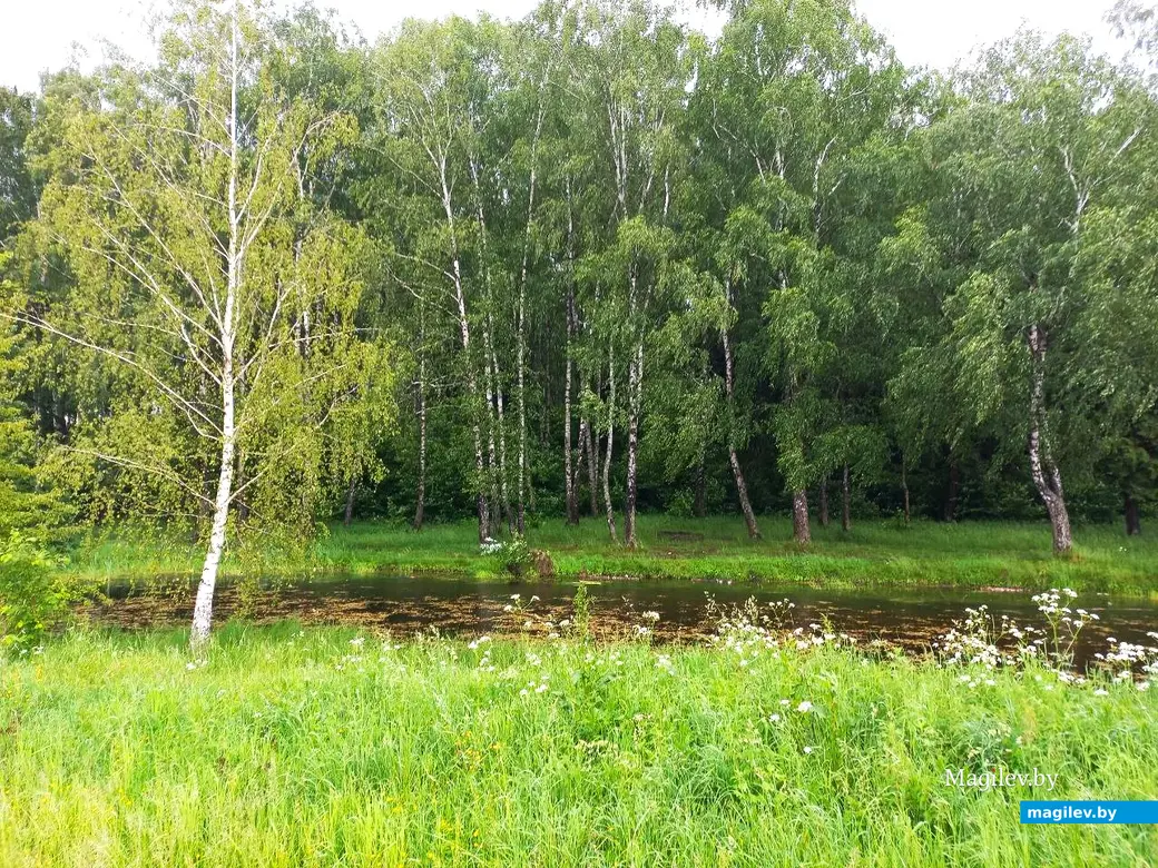 Июнь 2024 г., Могилев, Казимировка. Озеро № 1.