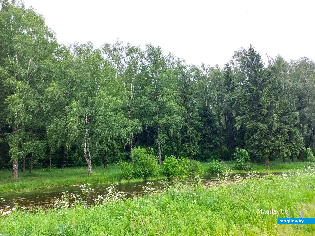 Июнь 2024 г., Могилев, Казимировка. Озеро № 1.