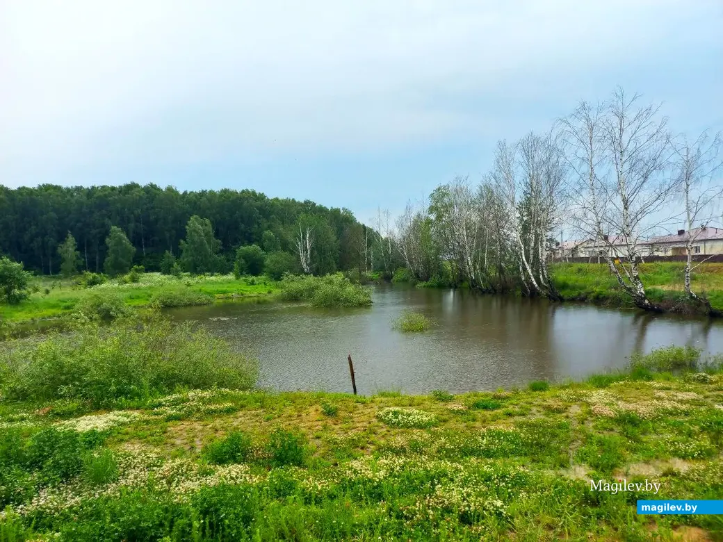 Июнь 2024 г., Могилев, Казимировка. Озеро № 2.