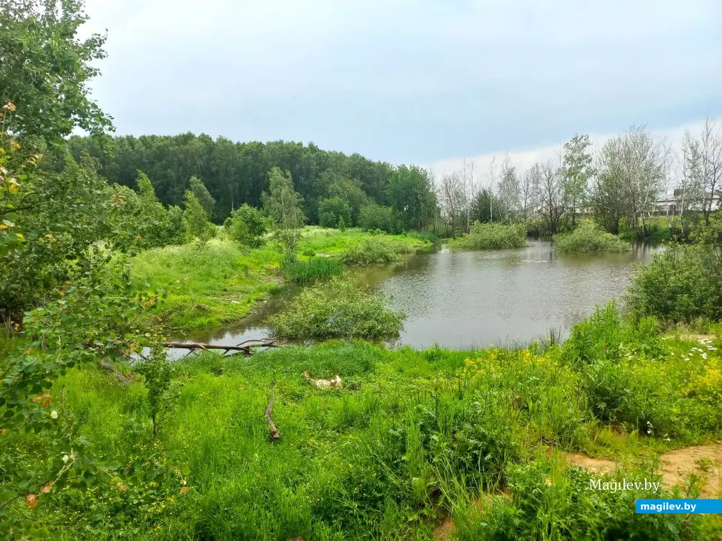 Июнь 2024 г., Могилев, Казимировка. Озеро № 2.