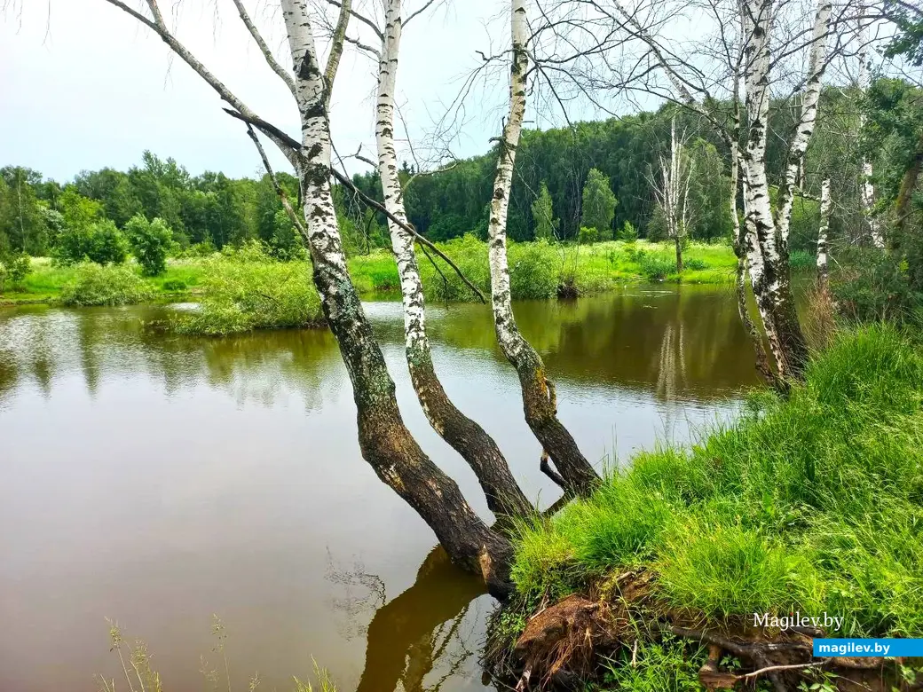 Июнь 2024 г., Могилев, Казимировка. Озеро № 2.