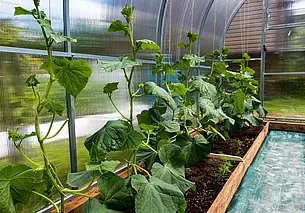 Как построить теплицу из сотового поликарбоната: 5 важных советов