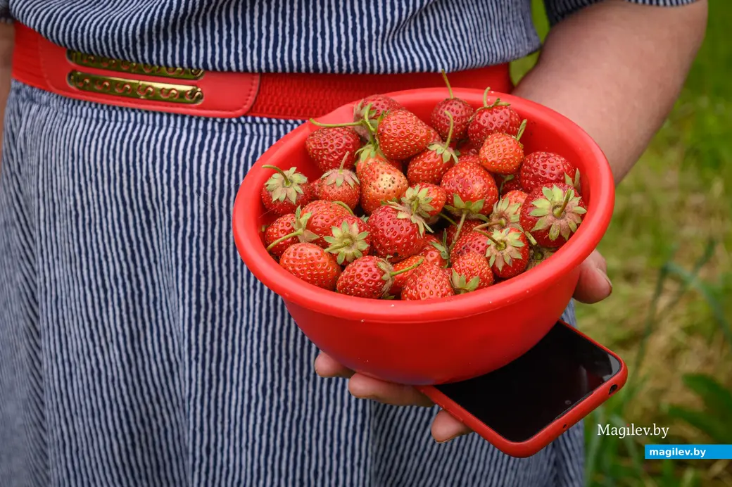 12.06.2024. Бобруйск. На участке у Людмилы Савельевны и Леонида Михайловича Сингаевских.