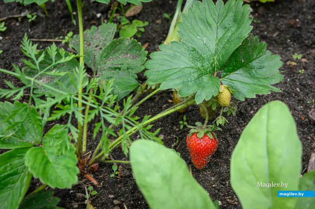 12.06.2024. Бобруйск. На участке у Людмилы Савельевны и Леонида Михайловича Сингаевских.