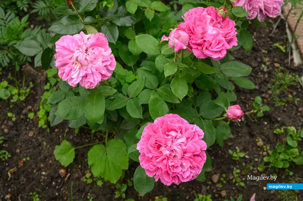 12.06.2024. Бобруйск. На участке у Людмилы Савельевны и Леонида Михайловича Сингаевских.