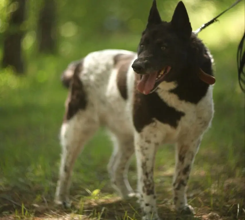 Собака Лайма.