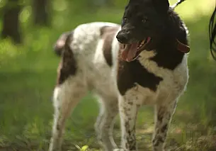 Собака Алиса, найденный щенок и кошка-метис Кучеряшка: кто ищет хозяина в Могилеве