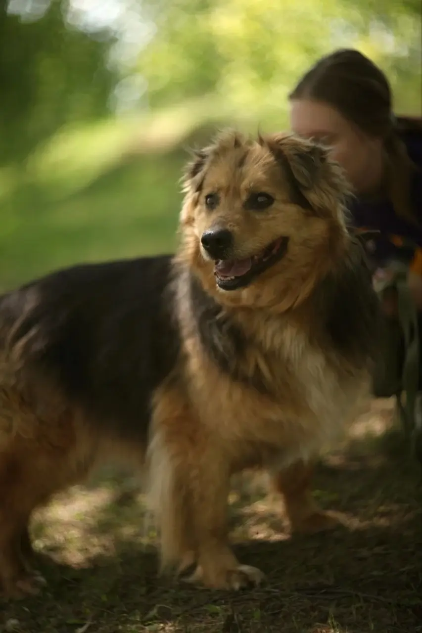 Собака Алиса.