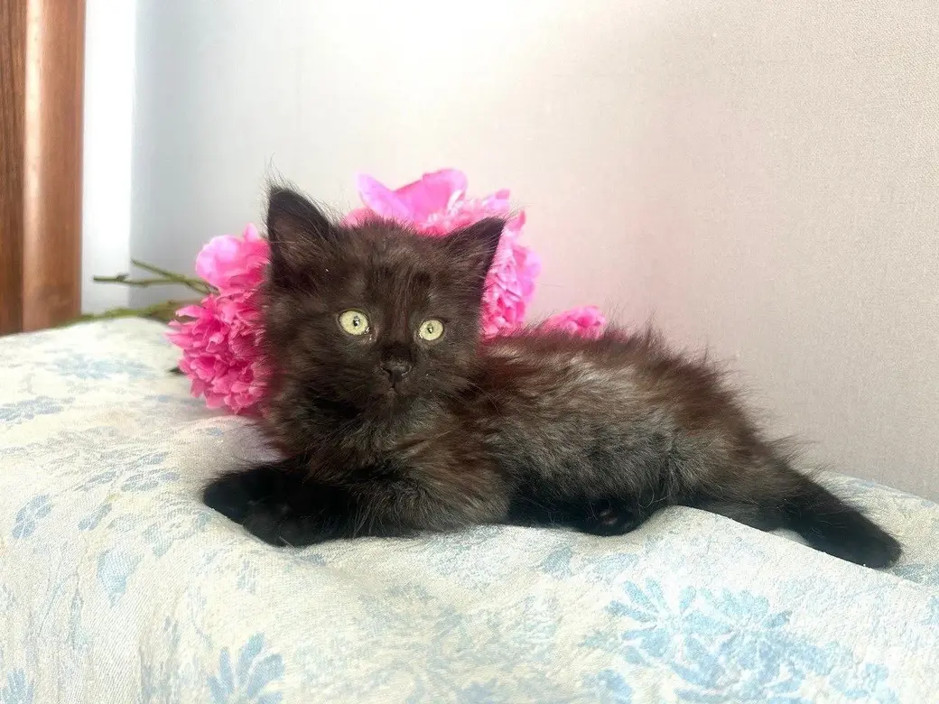 Котенок-мальчик.