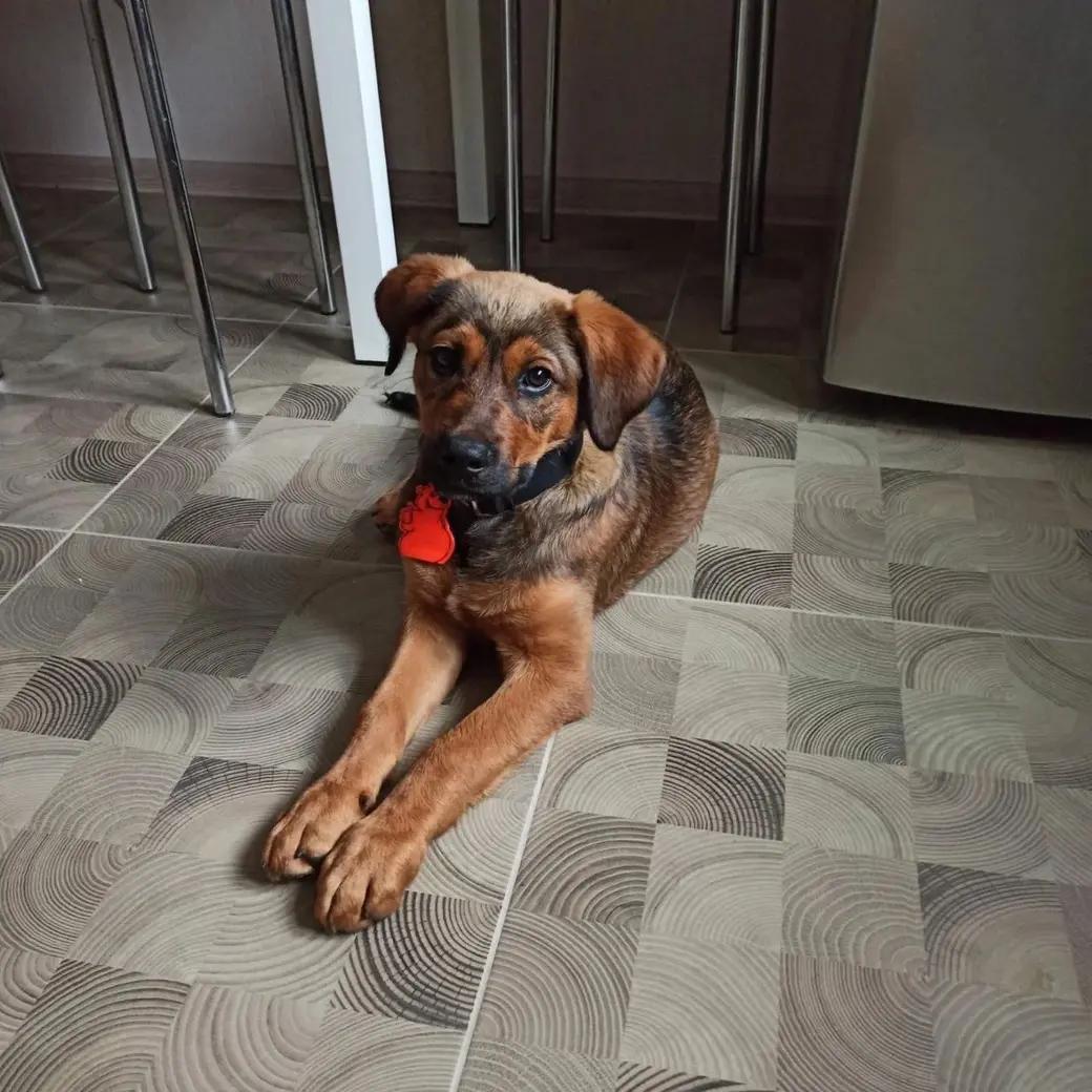 Найденный щенок.