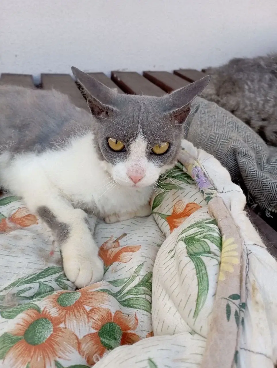 Кошка Кучеряшка.