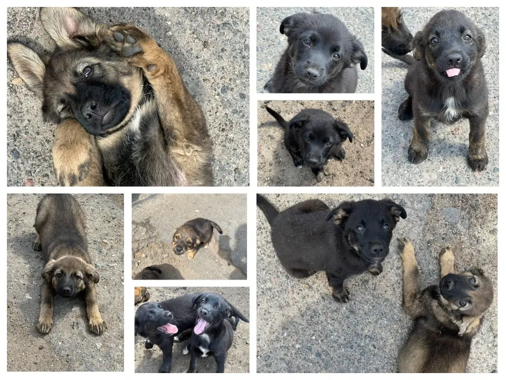 Щенки – девочки и мальчики.