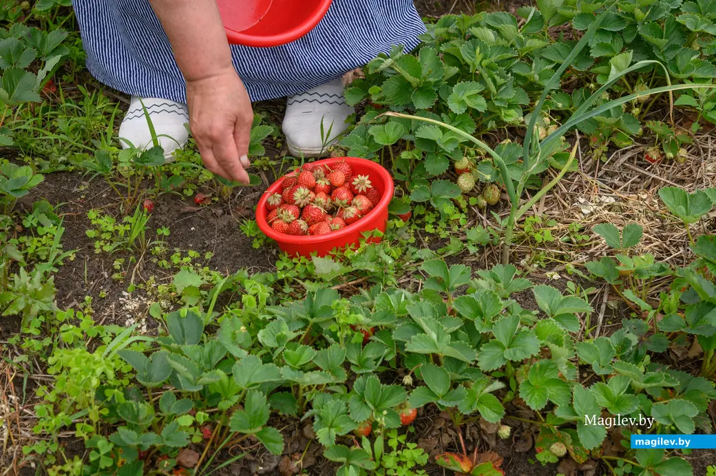 12.06.2024. Бобруйск. На участке у Людмилы Савельевны и Леонида Михайловича Сингаевских.