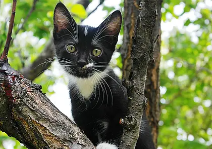 Как назвать котенка: 5 основных критериев выбора клички