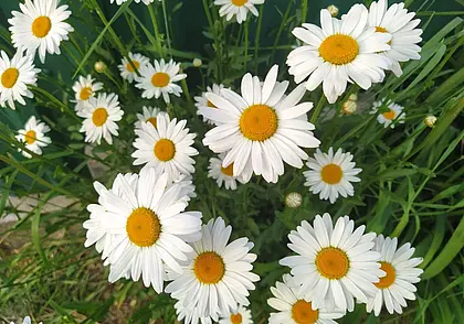 В субботу – без осадков, в воскресенье – дождь: прогноз погоды в Могилеве на 26-28 июля