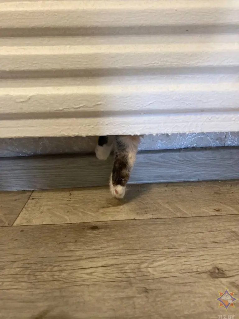 15 июня 2024 года. Береза, Брестская область. Кошка застряла в батарее.